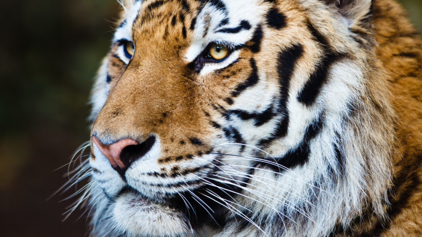 The Tiger, an endangered species - like Open Source?